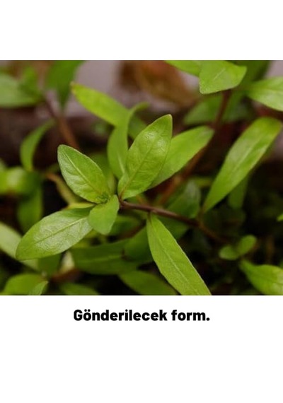 Ayrex Hygrophila Polysperma Rosanervig Kolay Akvaryum Zemin Bitkisi Canlı Akvaryum Bitkisi