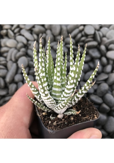 Haworthia Attenuata Albino 20 Adet