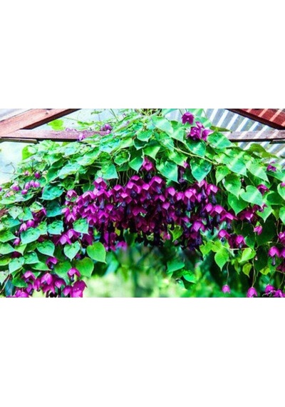 10 Adet Purple Bell Vine Tohumu