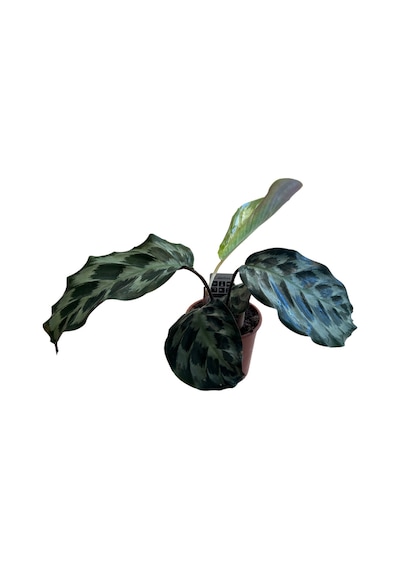 Calathea Dressleri 'helen Kennedy' Dua Çiçeği