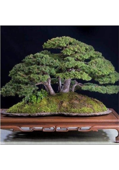 Bodur Bonsai Fıstık Çamı Ağacı Tohum Ekim Seti 3 Adet Tohum + Saksı + Toprak