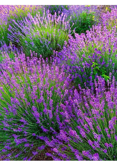 Kokulu Lavanta Fidesi 20 Adet 15-20 Cm Tüplü Dış Mekan Lavander