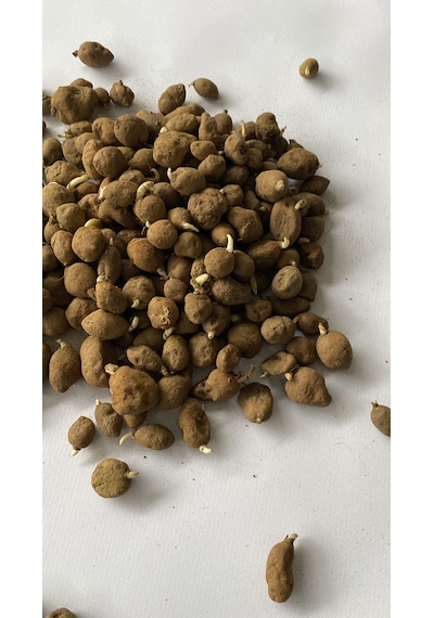 Salep Fidesi Serapies