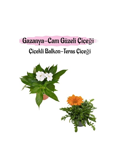 Beyaz Renk Cam Güzeli 1 Adet+ Turuncu Gazanya Çiçeği 1 Adet Saksılı 10-20cm