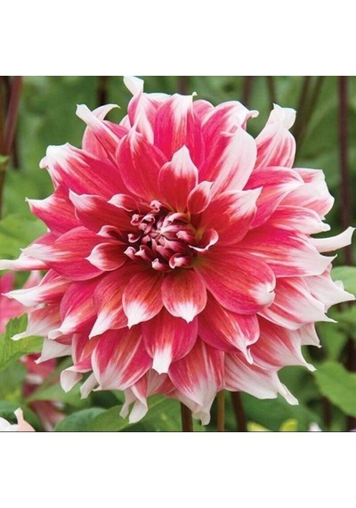 Büyük Çiçekli Frost Nip Yıldız Dahlia Çiçeği Soğanı Yumrusu 1 Adet