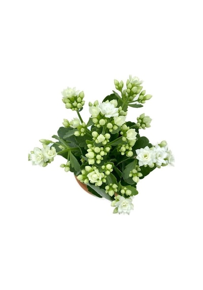 Kalanchoe Çiçeği Fidanı Beyaz 10-20 Cm