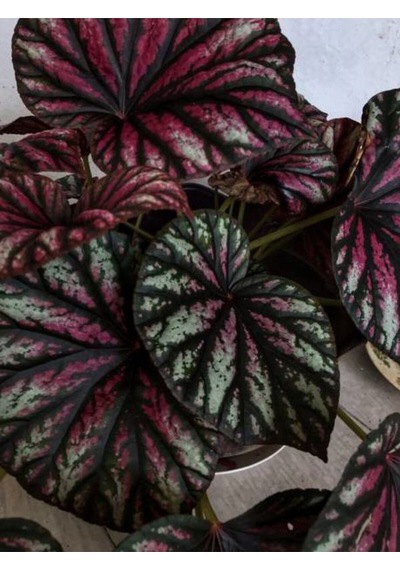 Videolu Pembe Alaca Yapraklı Begonya 1 Adet Saksılı 15-25cm Iç Mekan Bitkisi Rex Tango Begonia