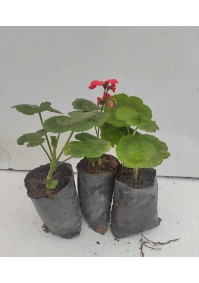 Sardunya 3 Adet Fuşya Kırmızı Pembe 10-20 Cm