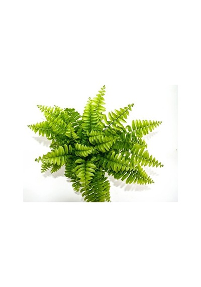 Aşk Merdiveni Nephrolepsis Exaltata 10-20 Cm