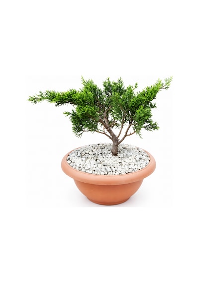 Bonsai Juniperus Ardıç 5 Yaşında