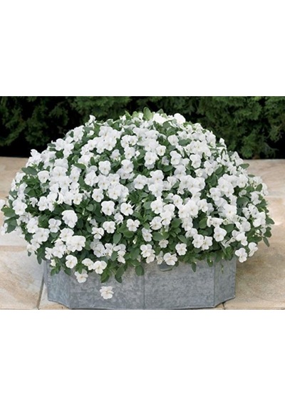 Viola Cornuta White Perfection Menekşe Çiçeği Tohumu 100 Tohum