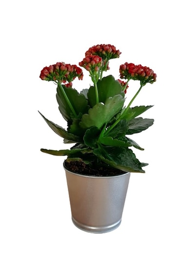 Kalanchoe - Kalanşo Çiçeği Kırmızı Çiçekli