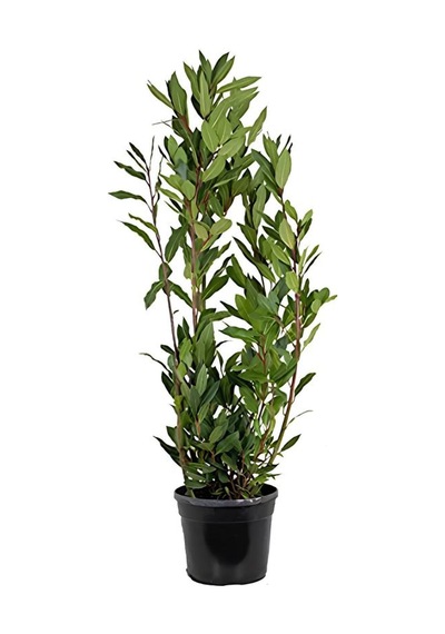 Defne Fidanı 30-60cm 1 Adet Saksılı/tüplü Bahçe Bitkisi Laurus Nobilis