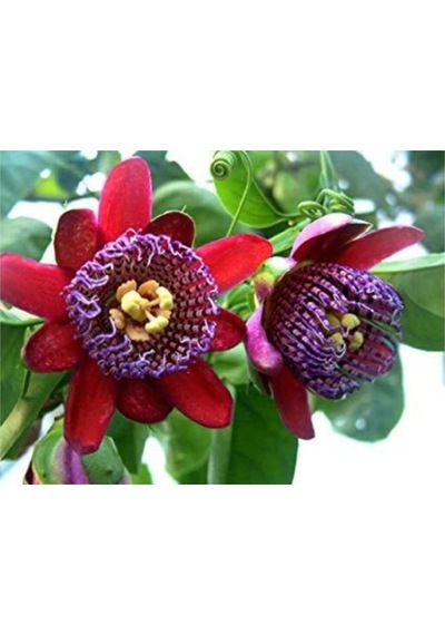 Nadir İthal Passiflora Tohumu 3 Adet Tohum Quadrangularis Pasiflora Tohumu