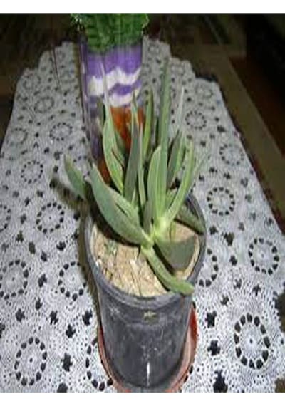 Yer Örtücü 40 Adet Kazayağı Çiçeği 10-25cm Sasksılı Columbine Flower