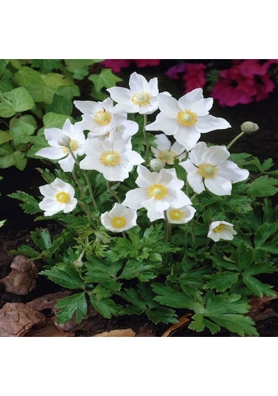 Pulsatilla Vulgaris Beyaz Dağ Lalesi Anemon Çiçeği Tohumu 5 Tohu