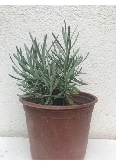 Yoğun Kokulu Aromatik Lavanta Fidanı