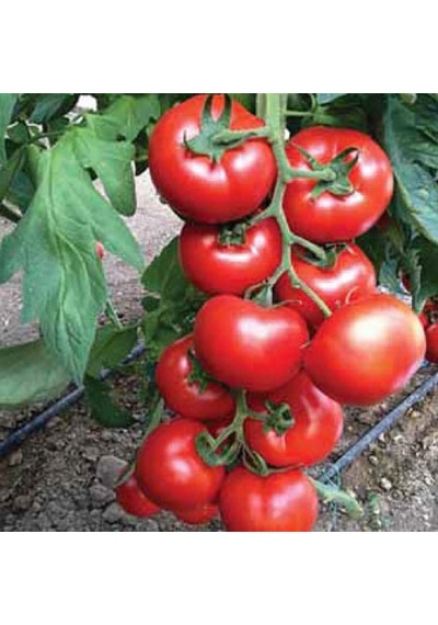 Paket Sırık Domates Tohumu Sırık Domates 85 Tohum+ To