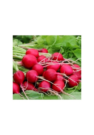 Fındık Turp Tohumu - 5 Gram