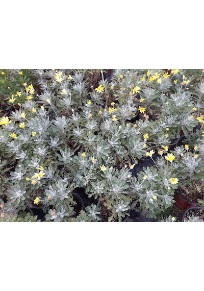 Sarı Papatya Euryops 10 Adet - Çok Yıllık Dış Mekan Çiçeği