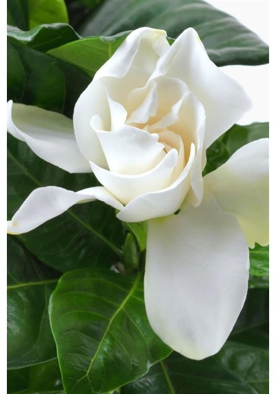 Mis Kokulu Masa Çiçeği 1 Adet Gardenya Saksılı 30-40cm Gardenia Flower