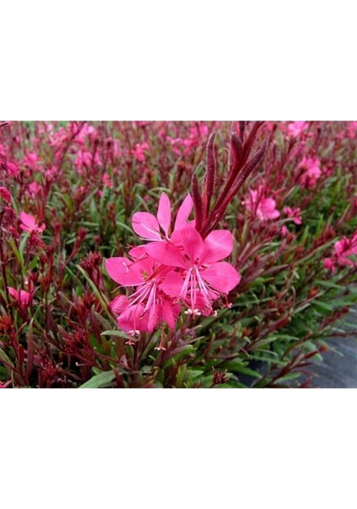 1 Adet Pembe Renk Gaura Çiçeği Fidanı 15-45 Cm Tüplü Çiçekli Bodur Bitkiler Lindheimeri