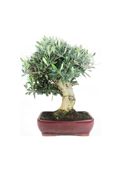 Bodur Defne Bonzai Ağacı Tohumu 3 Adet Bonsai Ağacı Tohumu