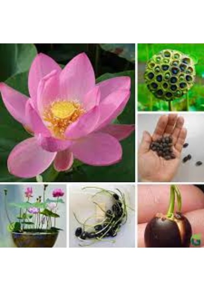 5 Adet Tohum Nadir Uzak Doğu Kutsal Karışık Renkli Lotus Çiçeği T