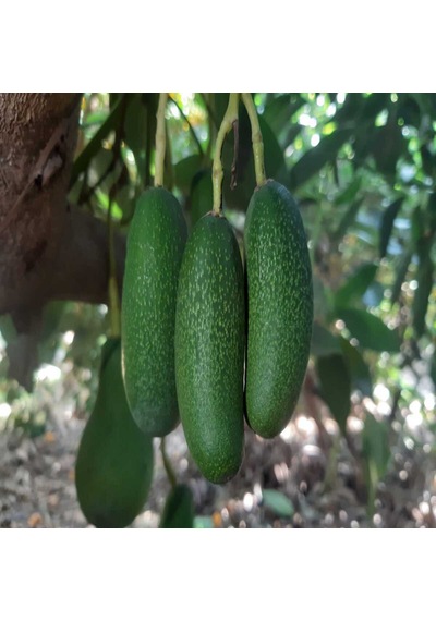Bebek Avokado 2 Kg