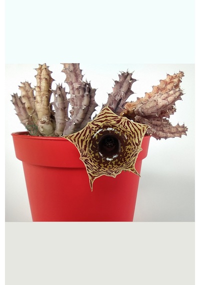 Huernia Zebrina Asclepiadaceae Leş Kaktüsü Leopar Desen Çiçekli