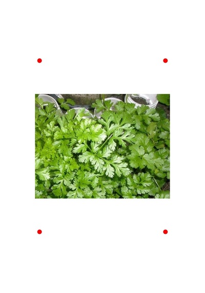 Kişniş Tohumu - 10 Gram