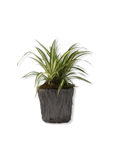 Yavrulu Kurdele Çiçeği 1 Adet Chlorophytum 10-20 Cm