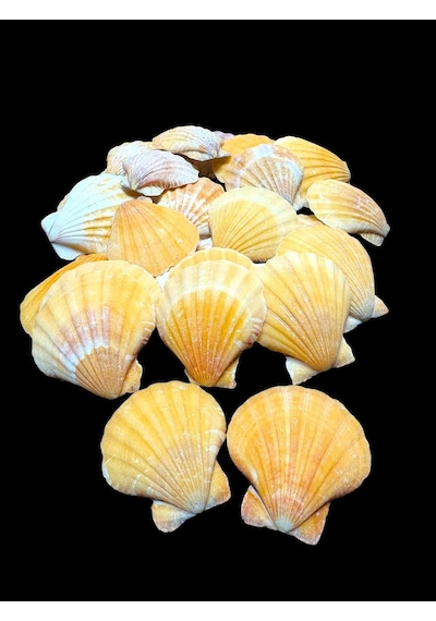 Deniz Kabukları 100 Gr No-6-viksilliumorange