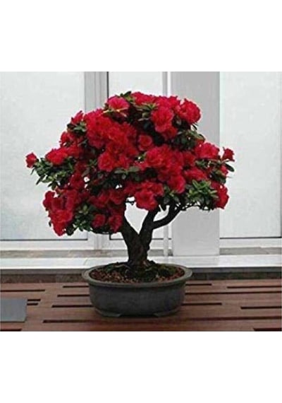 Eslem Thumculuk Bodur Kırmızı Gül Bonzai Ağacı Tohumu 5 Adet Tohum Bonsai Ağacı Tohumu