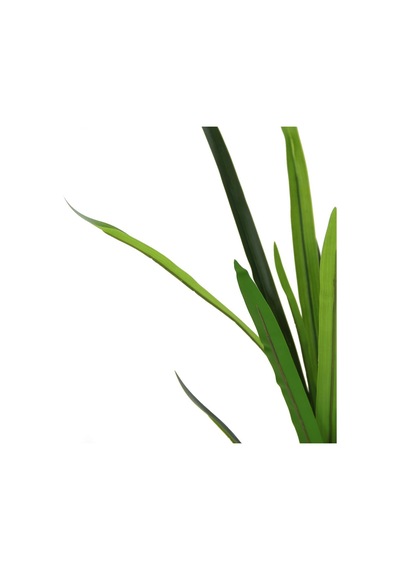 Yapay Dracena Demeti Büyük