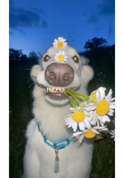 Çiçekli Şapşal Köpek Portre Iı Ev Duvar Salon Güzellik Salonu Ofis Dükkan Dekarasyon Kanvas Tablo