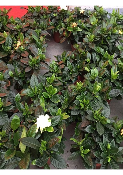 Gardenya Yoğun Kokulu Gardenia Jasmionides Ev Ofis Salon Bitkisi Büyük Saksılı