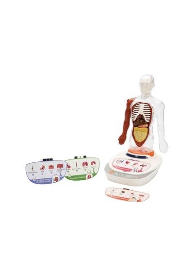 Mey İthalat S00005280 Bilim Set İnsan Vücudu Modeli 23prç