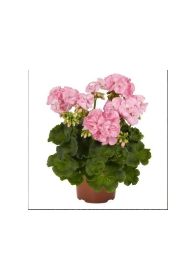 Pudra Pembe Sardunya Çiçeği Fidanı 10-20 Cm