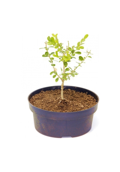 Bonsai Şimşir Fidanı Buxus Sempervirens Rotundifolia 4 Yaşında