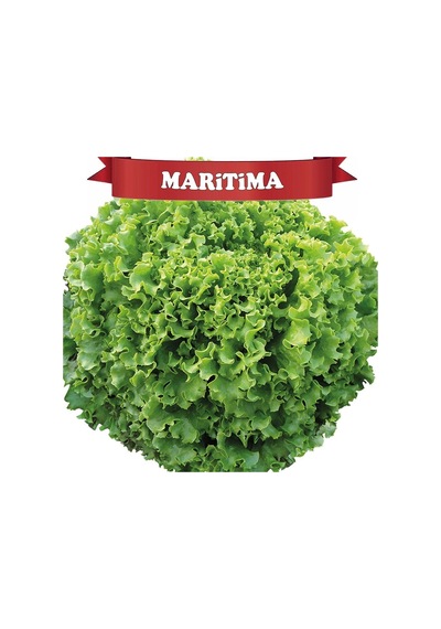 Maritima Kıvırcık Marul Tohumu Kaplı 100 Adet