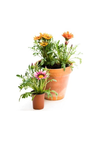 Videolu Karışık Renkli Gazanya 10 20 Cm 10 Adet Saksılı/ Tüplü Çiçekli Bodur Bitki Gazania