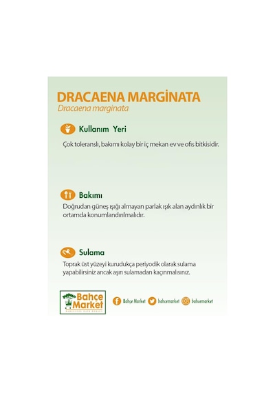 Dracaena Marginata 2 Gövdeli Yeşil