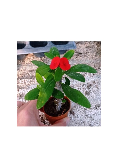 Euphorbia Milii, Dikenler Tacı, Kırmızı Çiçek Açan Sukulent 5,5 Cmm Saksıda