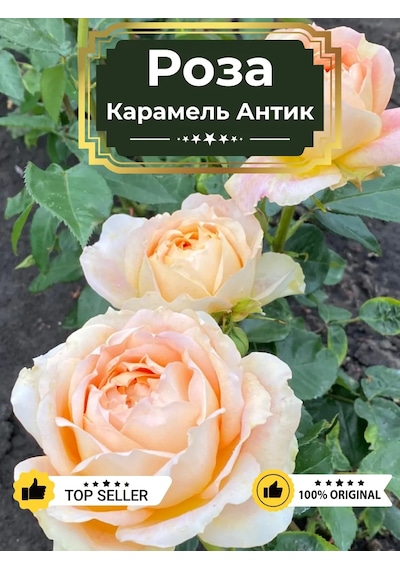 Dream Roses Antik Karamel Gül Fidanı 146358581