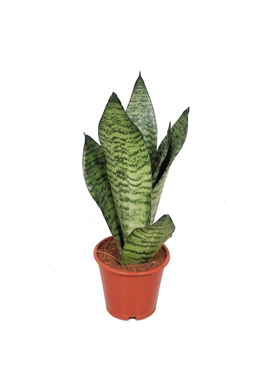 Nura Botanik Sansevieria Zeylanica Paşa Kılıcı Hava Temizleyici Bitki Ev Ofis Salon Bitkisi