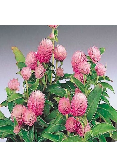 Gomphrena Globosa Pembe Medine Çiçeği Tohumu 50 Tohum N11524
