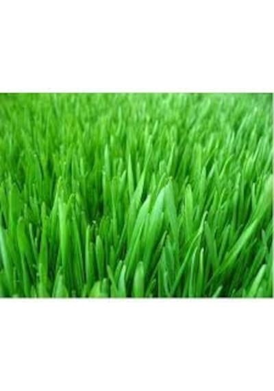 Çim Tohumu 7 Karışımlı İthal Çim 10 Yıllık Ömürlü 1KG 85 Tl