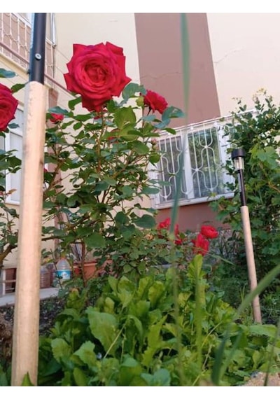 Özel Seri Gül Fidanı Kırmızı Renk 30 40 Cm 1 Adet Aşılı Gül Red Rose