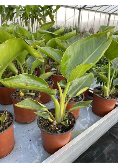 Bodur Starliçe Çiçeği Turuncu Cennet Kuşu 20-45cm Strelitzia Reginae